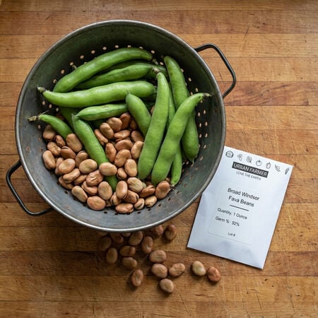 Broad Windsor Fava, Bean Seeds - Packet (1 oz.) image number null